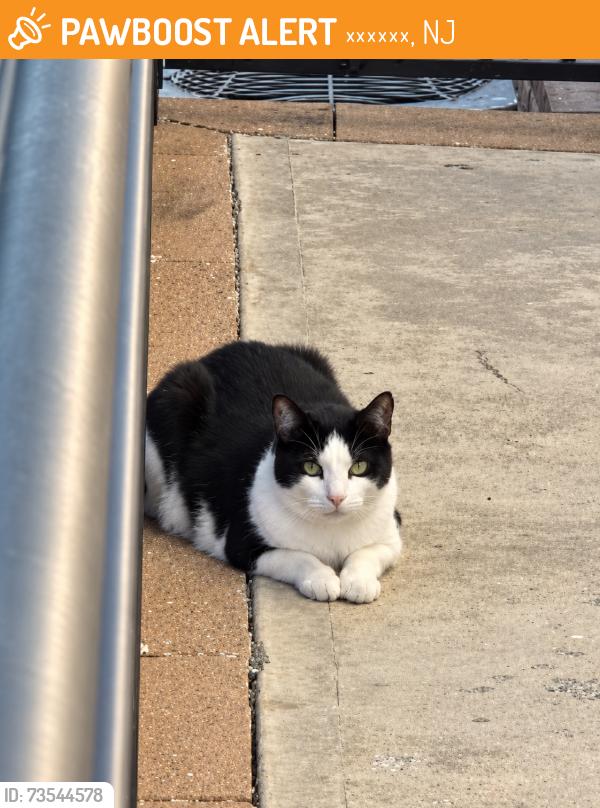 Found/Stray Male Cat last seen Near Stanley Ave Bayonne, NJ, Бейонн, NJ 07002