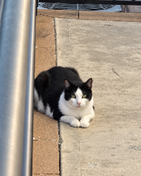 Found/Stray Male Cat last seen Near Stanley Ave Bayonne, NJ, Бейонн, NJ 07002