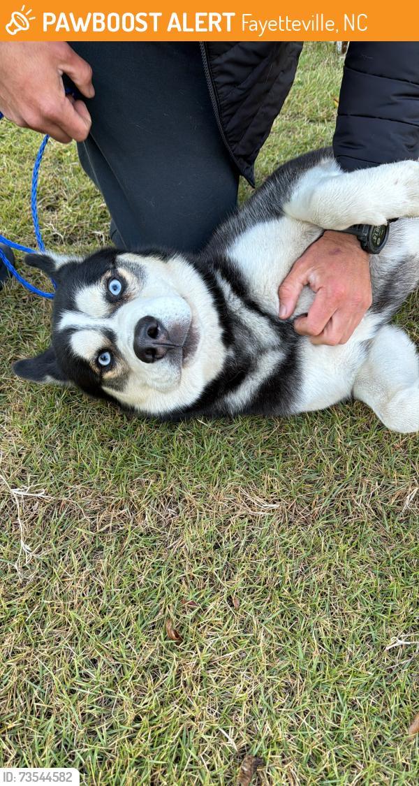 Found/Stray Male Dog last seen Norwood, Fayetteville, NC 28305