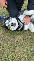 Found/Stray Male Dog last seen Norwood, Fayetteville, NC 28305
