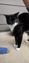 Reunited Male Cat last seen Windsor Way and Highlands Ranch parkway, Highlands Ranch, CO 80126