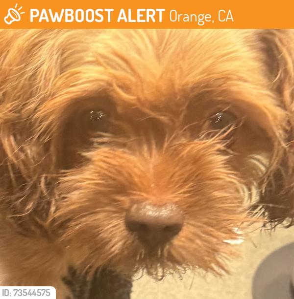 Found/Stray Male Dog last seen Raising Cane's, Orange, CA 92865