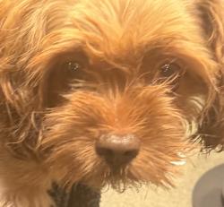 Found/Stray Male Dog last seen Raising Cane's, Orange, CA 92865