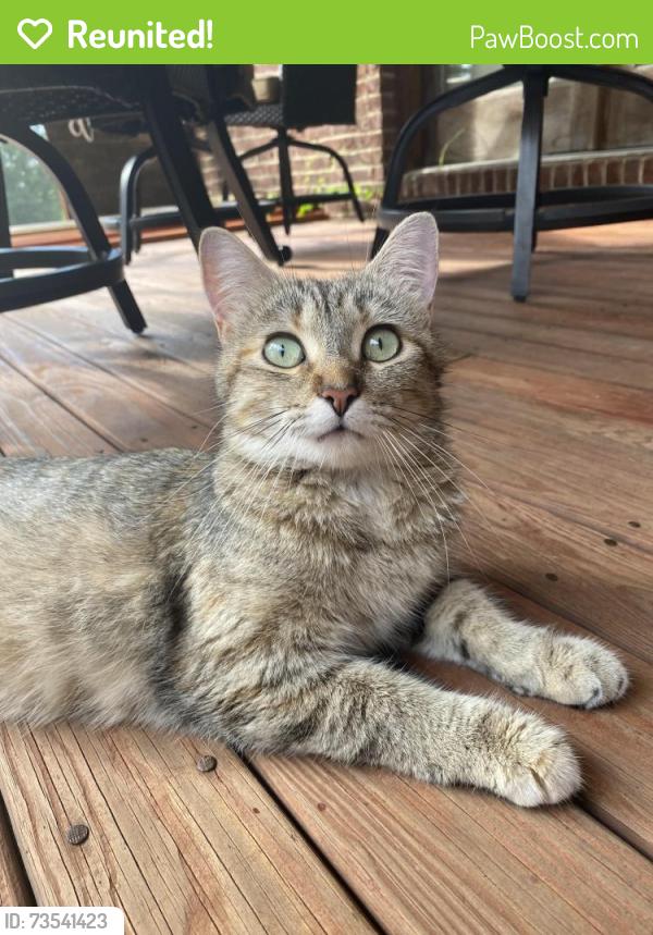 Reunited Female Cat last seen Anchor park and Bricksworth Blvd, Farragut, TN 37934