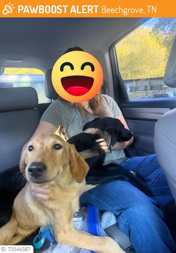 Found/Stray Female Dog last seen Highway 24, beechgrove TN, Beechgrove, TN 37018
