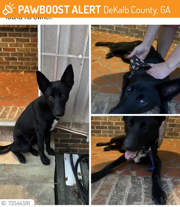 Found/Stray Female Dog last seen Allgood RD, DeKalb County, GA 30083