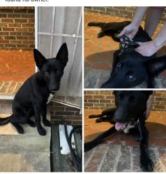 Found/Stray Female Dog last seen Allgood RD, DeKalb County, GA 30083