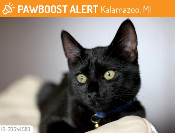 Found/Stray Unknown Cat last seen Nichols and Haskell, Kalamazoo, MI 49006