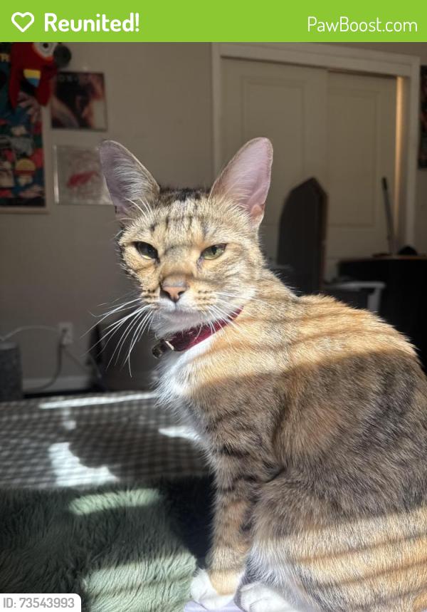 Reunited Female Cat last seen S Lincoln Ave, Walnutport, PA 18088