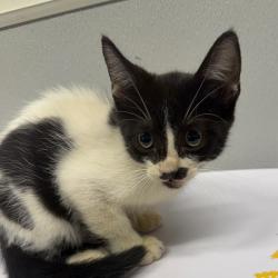 Shelter Stray Male Cat last seen , 3607 N Armenia Ave, Tampa, FL 33607, USA