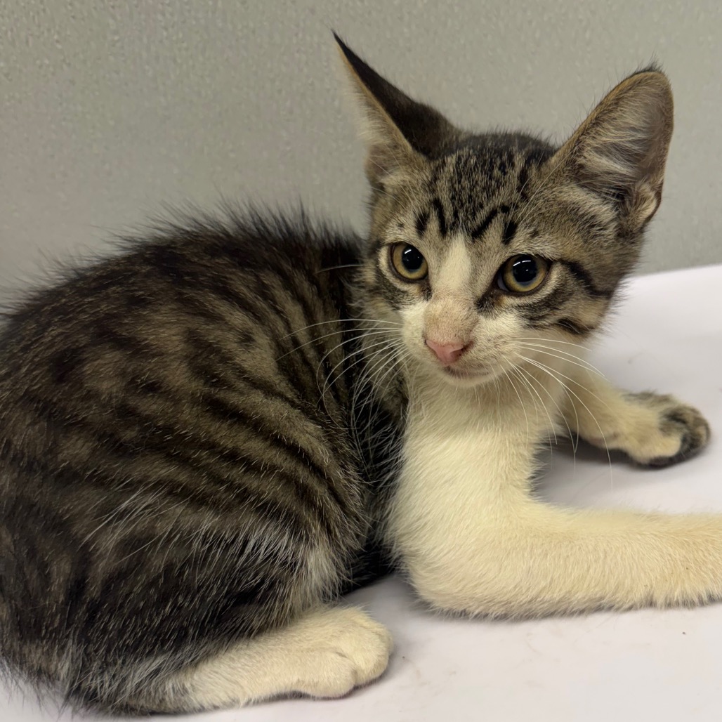 Shelter Stray Male Cat last seen , 3607 N Armenia Ave, Tampa, FL 33607, USA