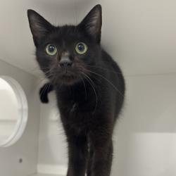 Shelter Stray Female Cat last seen , 3607 N Armenia Ave, Tampa, FL 33607, USA