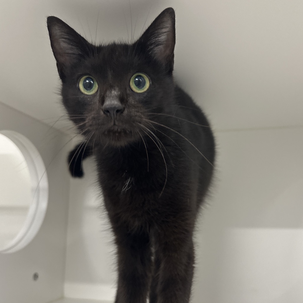 Shelter Stray Female Cat last seen , 3607 N Armenia Ave, Tampa, FL 33607, USA