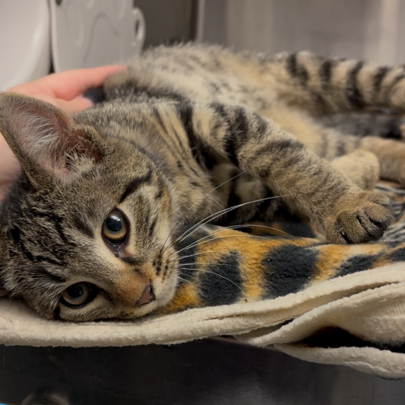 Shelter Stray Male Cat last seen , 99 Victor Rd, Fairport, NY 14450, USA