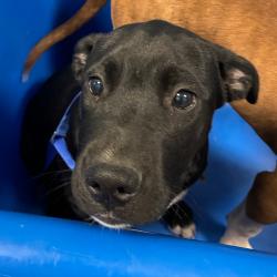 Shelter Stray Male Dog last seen , 980 Guilford College Rd, Greensboro, NC 27409, USA