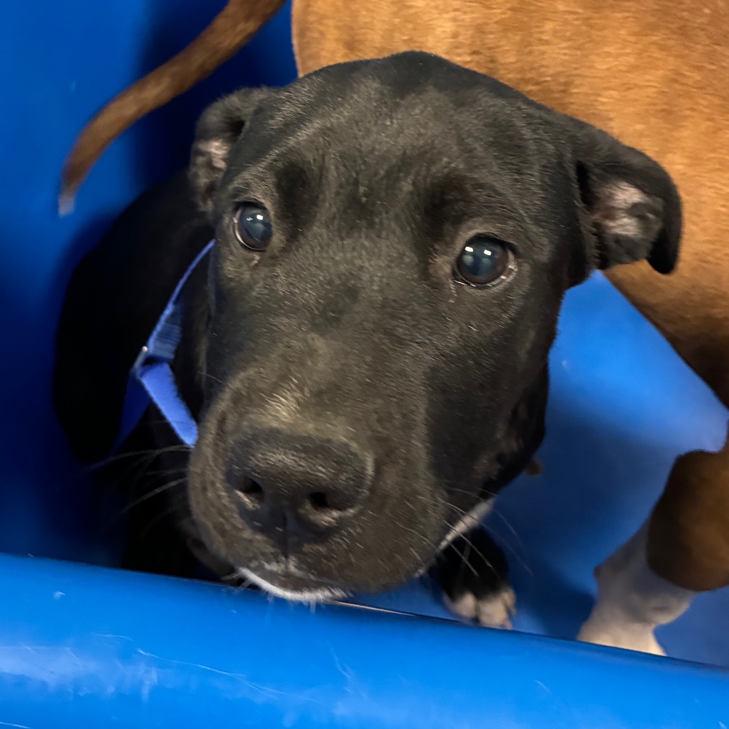 Shelter Stray Male Dog last seen , 980 Guilford College Rd, Greensboro, NC 27409, USA