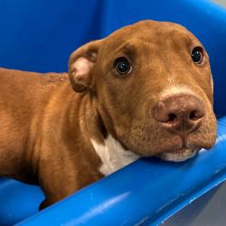 Shelter Stray Male Dog last seen , 980 Guilford College Rd, Greensboro, NC 27409, USA