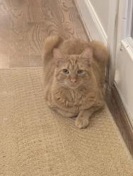 Lost Male Cat last seen Oak Valley Drive and Chain Bridge Road, Vienna, VA 22181