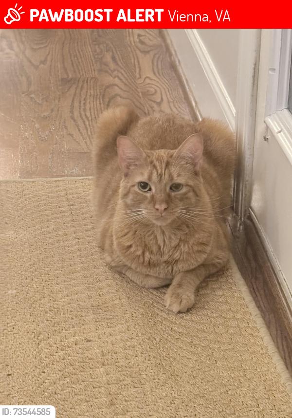 Lost Male Cat last seen Oak Valley Drive and Chain Bridge Road, Vienna, VA 22181