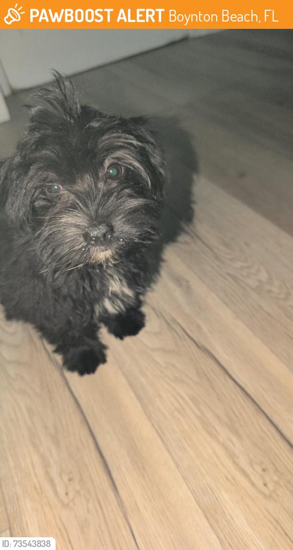 Found/Stray Female Dog last seen N Seacrest Blvd, Boynton Beach, FL 33426