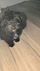 Found/Stray Female Dog last seen N Seacrest Blvd, Boynton Beach, FL 33426