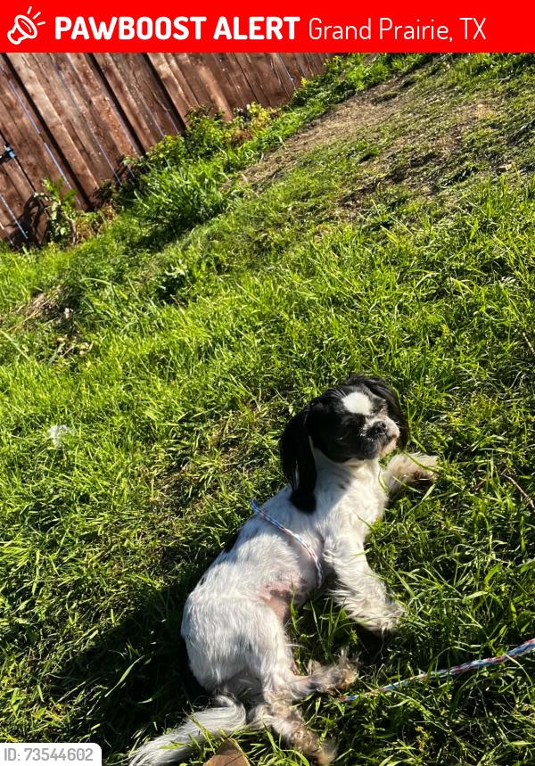 Lost Female Dog last seen Jefferson and Grand Prairie Rd, Grand Prairie, TX 75051