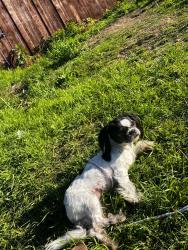Lost Female Dog last seen Jefferson and Grand Prairie Rd, Grand Prairie, TX 75051