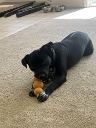 Reunited Male Dog last seen Raeford rd and cliffdale, Fayetteville, NC 28314