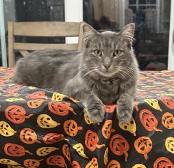 Lost Male Cat last seen Hwy 3 and 94th Inver Grove Heights, Inver Grove Heights, MN 55077
