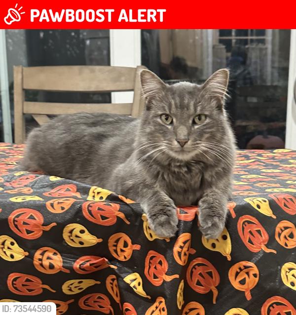 Lost Male Cat last seen Hwy 3 and 94th Inver Grove Heights, Inver Grove Heights, MN 55077