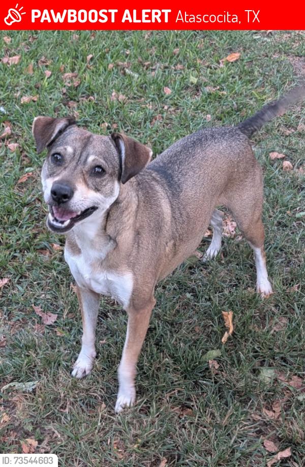 Lost Female Dog last seen Sycamore Shoals Lane, Humble 77346, Atascocita, TX 77346