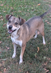 Lost Female Dog last seen Sycamore Shoals Lane, Humble 77346, Atascocita, TX 77346