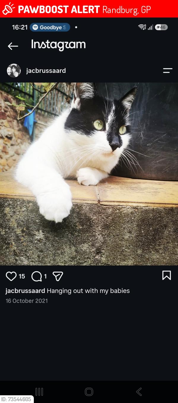Lost Male Cat last seen The braids and barry hertzog avenue, Randburg, GP 2034