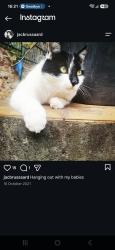 Lost Male Cat last seen The braids and barry hertzog avenue, Randburg, GP 2034
