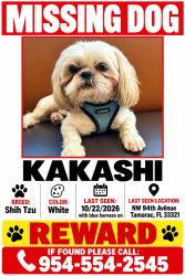 Lost Male Dog last seen Near pine Island, Tamarac, FL 33321