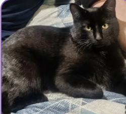 Reunited Male Cat last seen Mississippi and Chambers, Aurora, CO 80017