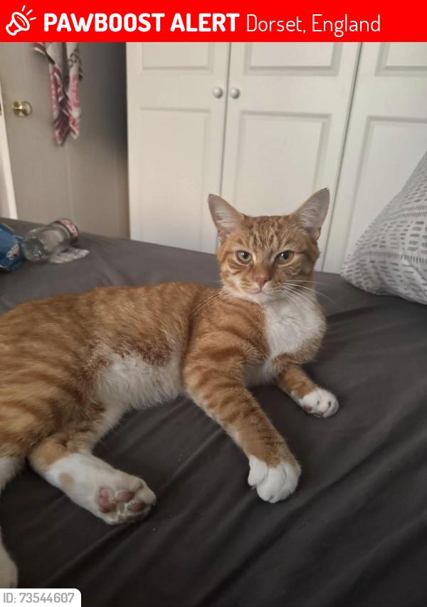 Lost Male Cat last seen Near Coniston crescent / Radipole park drive, Dorset, England 