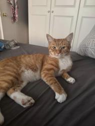 Lost Male Cat last seen Near Coniston crescent / Radipole park drive, Dorset, England 