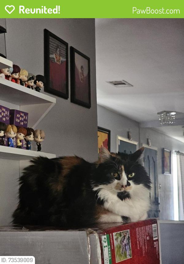 Reunited Female Cat last seen Essex Ave, Dallas, TX 75203