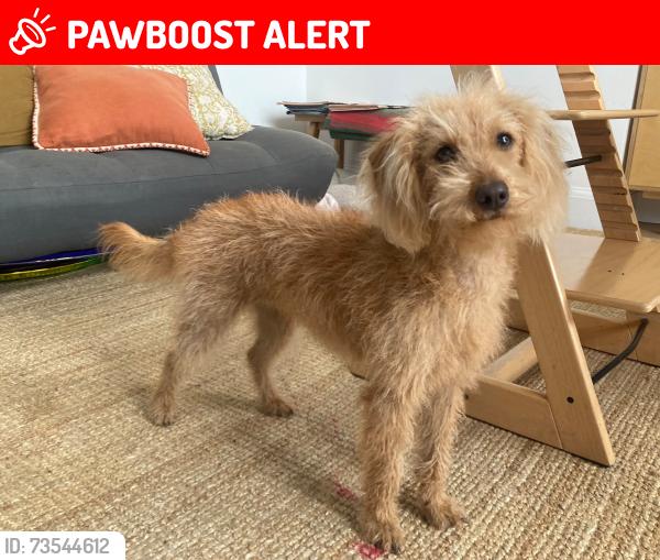Lost Female Dog last seen New Cross Gate Station, Greater London, England SE14 5PL