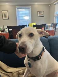 Reunited Male Dog last seen Huntley Meadows Park, Alexandria, VA 22306