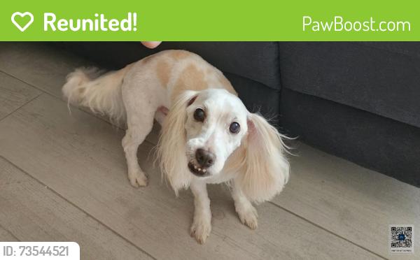 Reunited Male Dog last seen 22nd Ave N Goodlette Frank Blvd, Naples, FL 34103