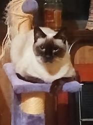 Lost Female Cat last seen Near Middle Winchendon Rd, Rindge, NH 03461