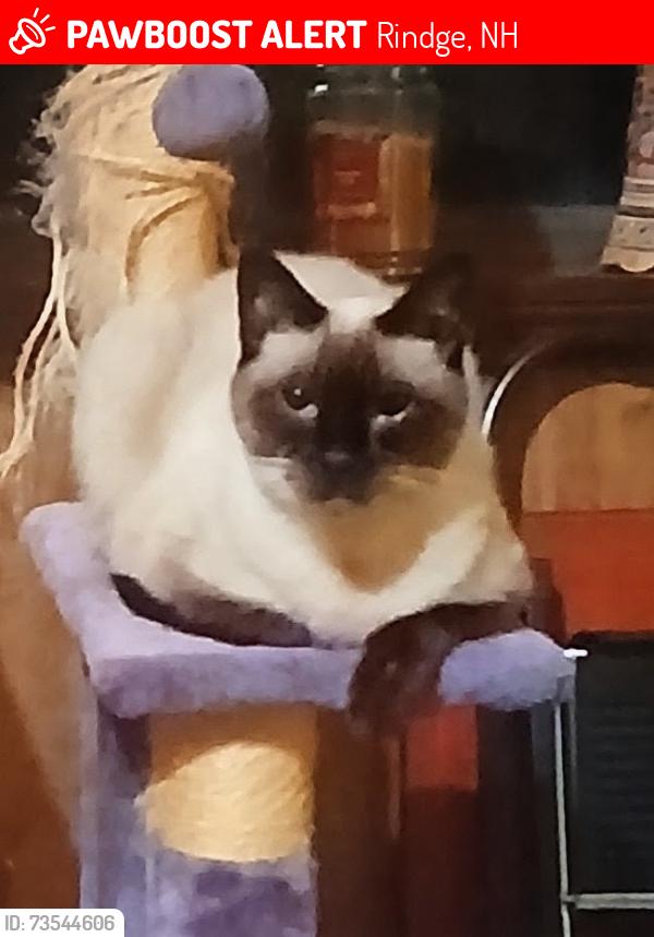 Lost Female Cat last seen Near Middle Winchendon Rd, Rindge, NH 03461