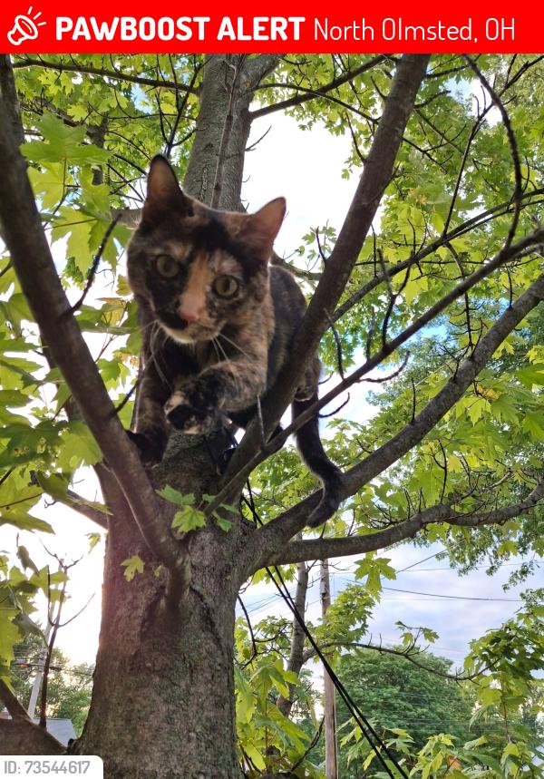Lost Female Cat last seen Metro parks Mount pleasant loop trail shepherd lane & valley parkway, North Olmsted, OH 44070