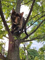 Lost Female Cat last seen Metro parks Mount pleasant loop trail shepherd lane & valley parkway, North Olmsted, OH 44070