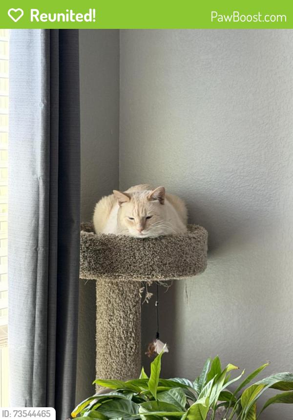 Reunited Male Cat last seen South side of Summerlyn Neighborhood, Leander, TX 78641