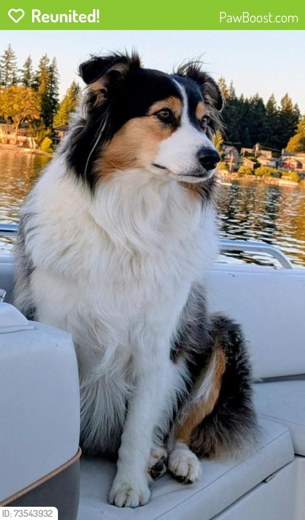 Reunited Female Dog last seen 176th SE 240th St, Covington Park, Covington, WA 98042