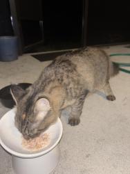 Reunited Unknown Cat last seen Moss Rd and Garden Dr, Winter Springs FL, Winter Springs, FL 32708