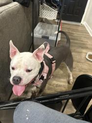Reunited Male Dog last seen Carole Pl SW and S Rockbridge Rd, Stone Mountain, GA 30087